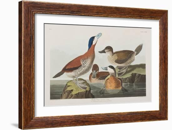 Illustration from 'Birds of America', 1827-38-John James Audubon-Framed Giclee Print