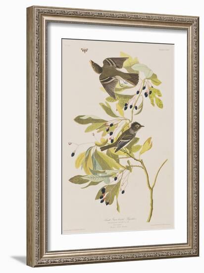 Illustration from 'Birds of America', 1827-38-John James Audubon-Framed Giclee Print