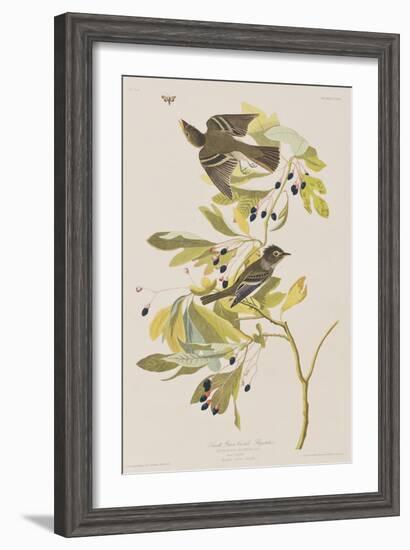 Illustration from 'Birds of America', 1827-38-John James Audubon-Framed Giclee Print