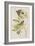 Illustration from 'Birds of America', 1827-38-John James Audubon-Framed Giclee Print