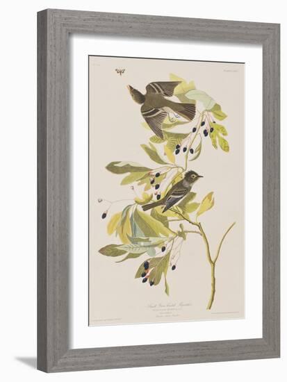 Illustration from 'Birds of America', 1827-38-John James Audubon-Framed Giclee Print