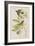 Illustration from 'Birds of America', 1827-38-John James Audubon-Framed Giclee Print