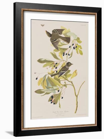 Illustration from 'Birds of America', 1827-38-John James Audubon-Framed Giclee Print