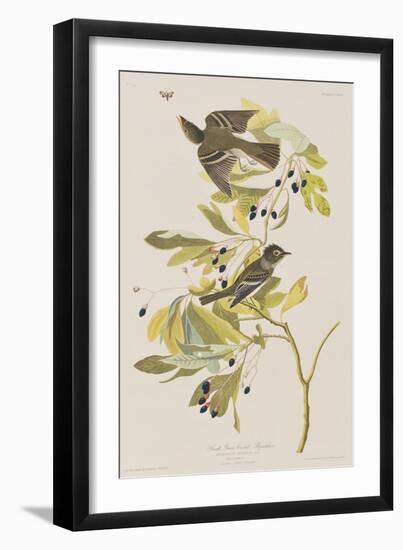 Illustration from 'Birds of America', 1827-38-John James Audubon-Framed Giclee Print