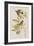 Illustration from 'Birds of America', 1827-38-John James Audubon-Framed Giclee Print