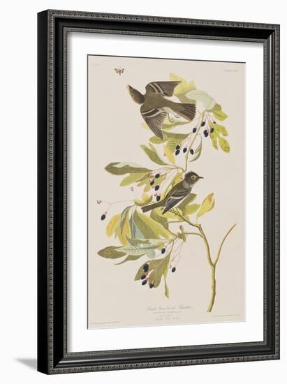 Illustration from 'Birds of America', 1827-38-John James Audubon-Framed Giclee Print