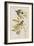 Illustration from 'Birds of America', 1827-38-John James Audubon-Framed Giclee Print