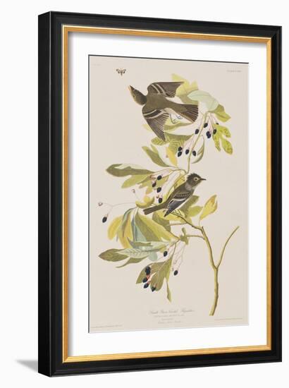 Illustration from 'Birds of America', 1827-38-John James Audubon-Framed Giclee Print