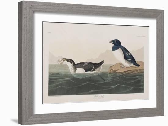 Illustration from 'Birds of America', 1827-38-John James Audubon-Framed Giclee Print