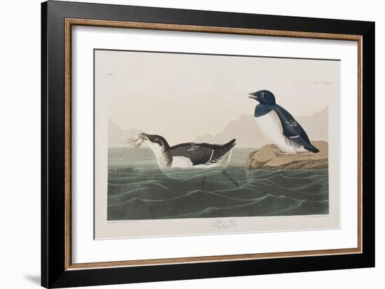 Illustration from 'Birds of America', 1827-38-John James Audubon-Framed Giclee Print