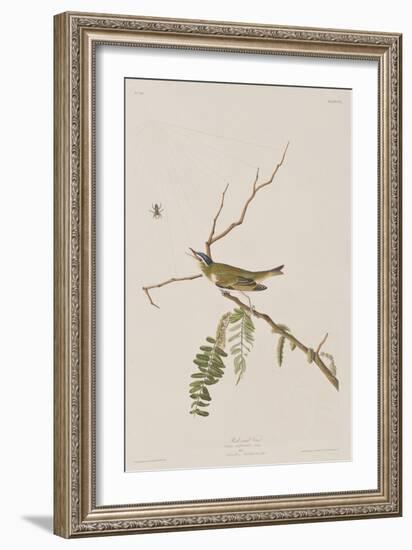 Illustration from 'Birds of America', 1827-38-John James Audubon-Framed Giclee Print