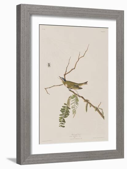 Illustration from 'Birds of America', 1827-38-John James Audubon-Framed Giclee Print