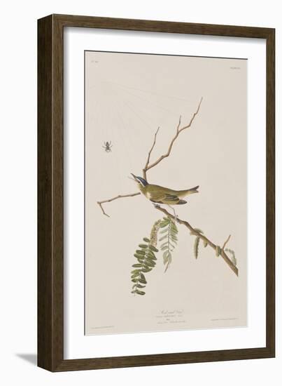 Illustration from 'Birds of America', 1827-38-John James Audubon-Framed Giclee Print