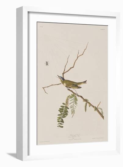 Illustration from 'Birds of America', 1827-38-John James Audubon-Framed Giclee Print