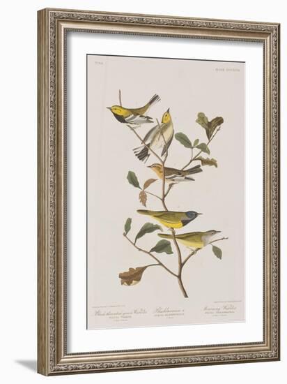 Illustration from 'Birds of America', 1827-38-John James Audubon-Framed Giclee Print