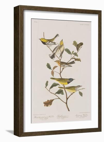 Illustration from 'Birds of America', 1827-38-John James Audubon-Framed Giclee Print