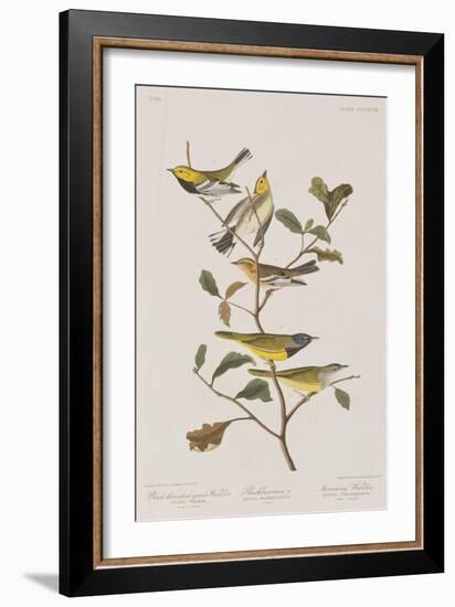 Illustration from 'Birds of America', 1827-38-John James Audubon-Framed Giclee Print