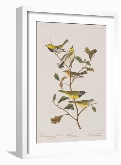 Illustration from 'Birds of America', 1827-38-John James Audubon-Framed Giclee Print