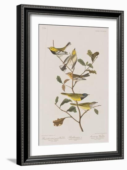 Illustration from 'Birds of America', 1827-38-John James Audubon-Framed Giclee Print