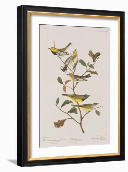 Illustration from 'Birds of America', 1827-38-John James Audubon-Framed Giclee Print