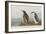 Illustration from 'Birds of America', 1827-38-John James Audubon-Framed Giclee Print