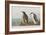 Illustration from 'Birds of America', 1827-38-John James Audubon-Framed Giclee Print