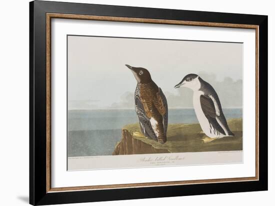 Illustration from 'Birds of America', 1827-38-John James Audubon-Framed Giclee Print