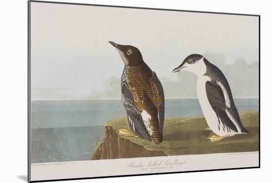 Illustration from 'Birds of America', 1827-38-John James Audubon-Mounted Giclee Print