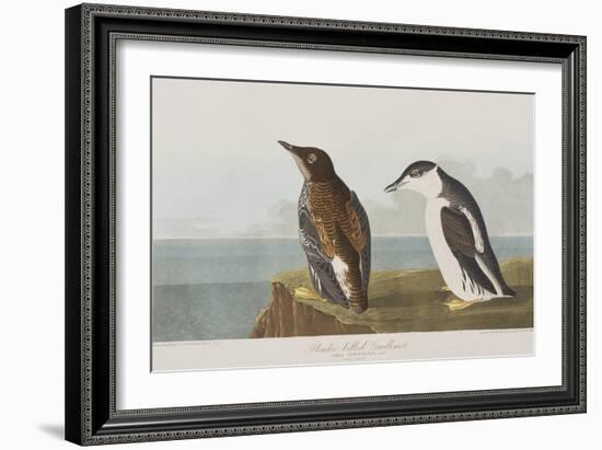 Illustration from 'Birds of America', 1827-38-John James Audubon-Framed Giclee Print