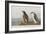 Illustration from 'Birds of America', 1827-38-John James Audubon-Framed Giclee Print