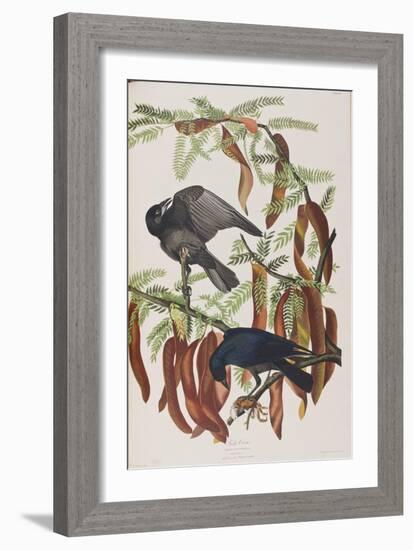 Illustration from 'Birds of America', 1827-38-John James Audubon-Framed Giclee Print