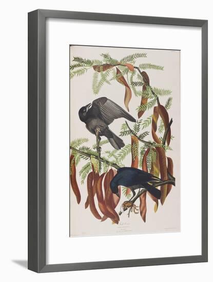 Illustration from 'Birds of America', 1827-38-John James Audubon-Framed Giclee Print