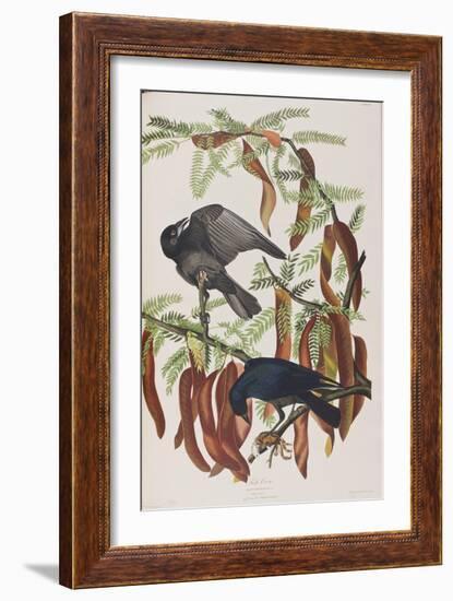 Illustration from 'Birds of America', 1827-38-John James Audubon-Framed Giclee Print