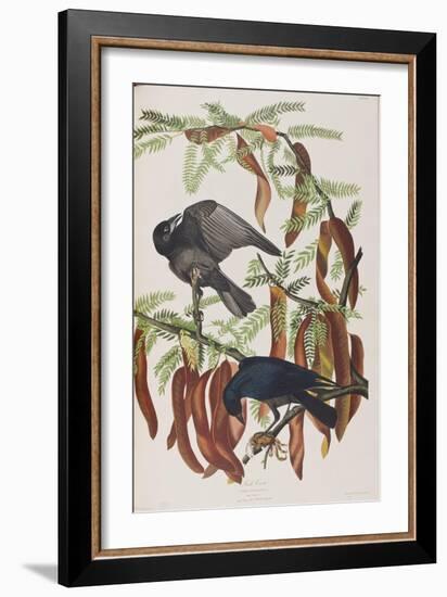 Illustration from 'Birds of America', 1827-38-John James Audubon-Framed Giclee Print