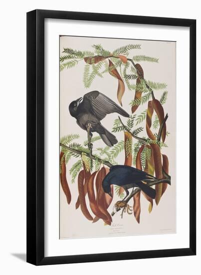 Illustration from 'Birds of America', 1827-38-John James Audubon-Framed Giclee Print