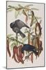 Illustration from 'Birds of America', 1827-38-John James Audubon-Mounted Giclee Print