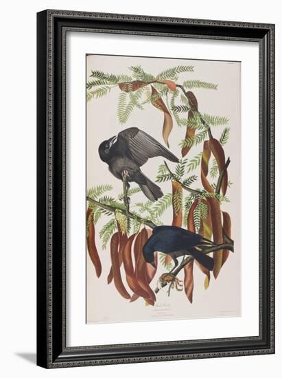 Illustration from 'Birds of America', 1827-38-John James Audubon-Framed Giclee Print