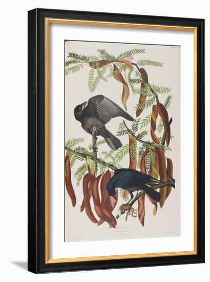 Illustration from 'Birds of America', 1827-38-John James Audubon-Framed Giclee Print