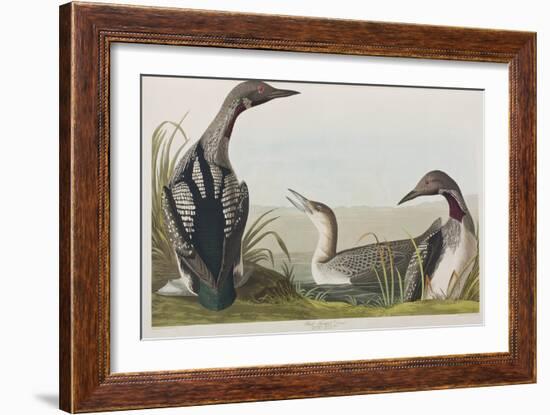 Illustration from 'Birds of America', 1827-38-John James Audubon-Framed Giclee Print