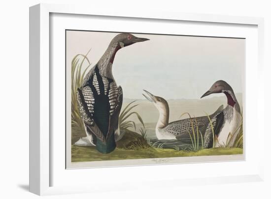 Illustration from 'Birds of America', 1827-38-John James Audubon-Framed Giclee Print