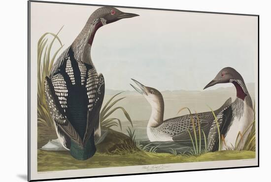 Illustration from 'Birds of America', 1827-38-John James Audubon-Mounted Giclee Print