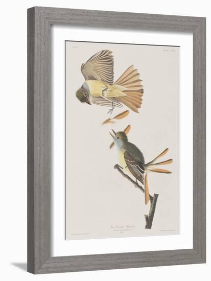 Illustration from 'Birds of America', 1827-38-John James Audubon-Framed Giclee Print