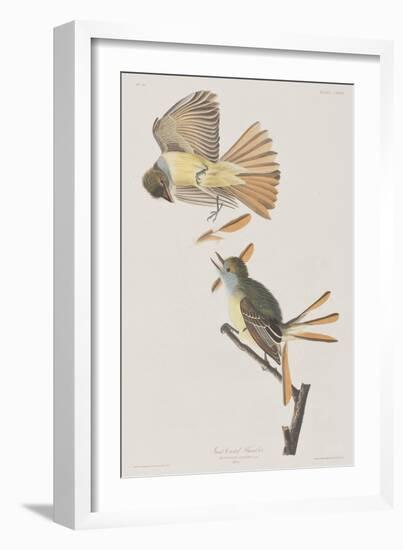 Illustration from 'Birds of America', 1827-38-John James Audubon-Framed Giclee Print