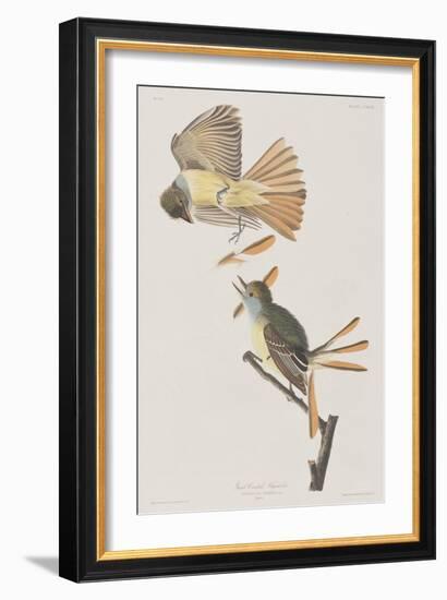 Illustration from 'Birds of America', 1827-38-John James Audubon-Framed Giclee Print