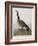 Illustration from 'Birds of America', 1827-38-John James Audubon-Framed Giclee Print