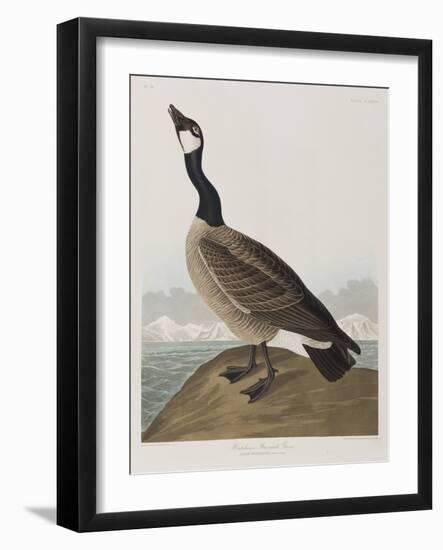 Illustration from 'Birds of America', 1827-38-John James Audubon-Framed Giclee Print