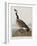 Illustration from 'Birds of America', 1827-38-John James Audubon-Framed Giclee Print