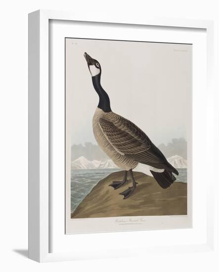 Illustration from 'Birds of America', 1827-38-John James Audubon-Framed Giclee Print