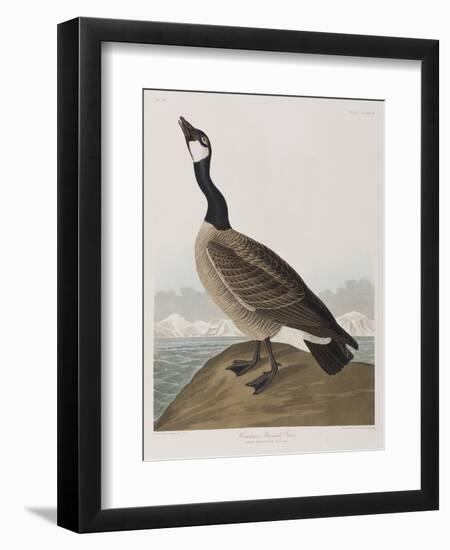 Illustration from 'Birds of America', 1827-38-John James Audubon-Framed Giclee Print