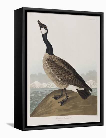 Illustration from 'Birds of America', 1827-38-John James Audubon-Framed Premier Image Canvas